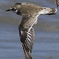 Siberian Sand Plover Adult typical winter moulting<br />Canon EOS 7D + EF400 F5.6L